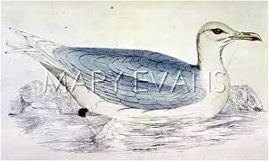 Glaucus: GLAUCOUS GULL (MORRIS)