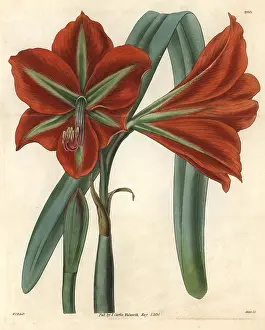 Amaryllis: Glaucous-leaved, broad-petaled amaryllis, Amaryllis