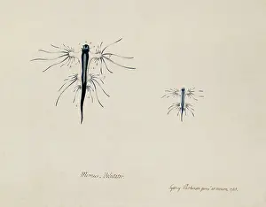 Atlanticus: Glaucus atlanticus, blue sea slug