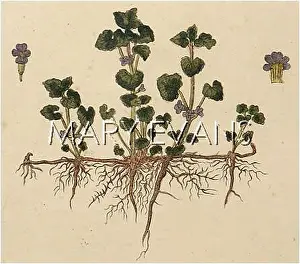Lierre: GLECHOMA HEDERACEA