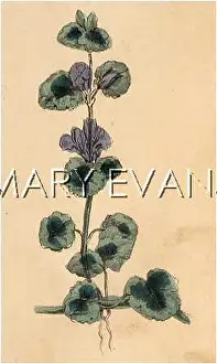 Hederacea: GLECHOMA HEDERACEA