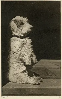 Glen of Imaal Terrier - The Glen Sit