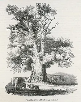 Supposedly: GLENDOWER'S OAK 1838