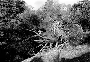 Gales: Glendurgan, Cornwall, after the 1987 hurricane