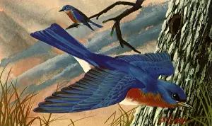 Hagg: Gliding Bluebird