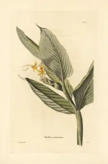 Loddiges: Globba marantina