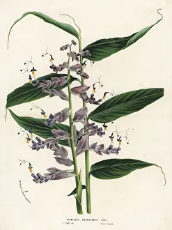 Globba radicalis