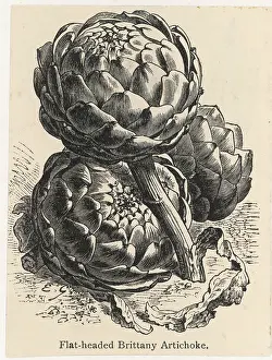 Artichoke: GLOBE ARTICHOKE