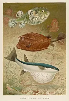 Coffer: GLOBE AND COFFER FISH