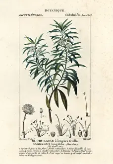 Stanghi: Globe daisy, Globularia salicina