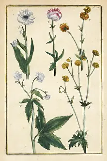 Furred: Globe flower and buttercups