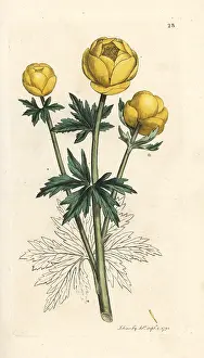 Europaeus: Globe flower, Trollius europaeus