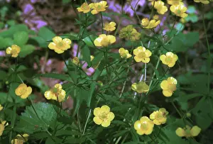 Trollius: Globe flowers in spring, 1997
