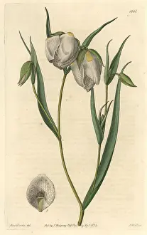 Albus: Globe lily, Calochortus albus