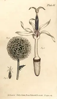 Floret: Globe thistle, Echinops sphaerocephalus