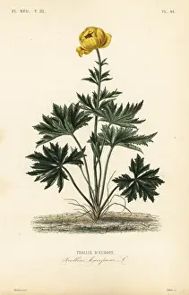 Medicale: Globeflower, Trollius europaeus