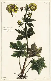 Filius: Globeflower, Trollius europaeus