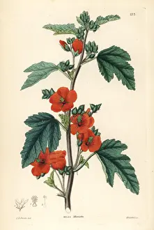 Miniata: Globemallow, Sphaeralcea miniata