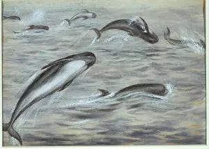 Locomotion: Globicephala melas, long-finned pilot whale
