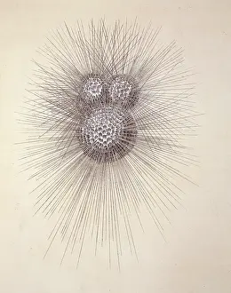 Protista: Globigerina