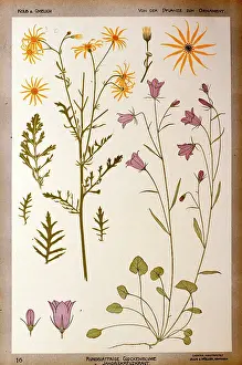 Leafed: Glockenblume etc (Bellflowers etc) by Kolb and Gmelich