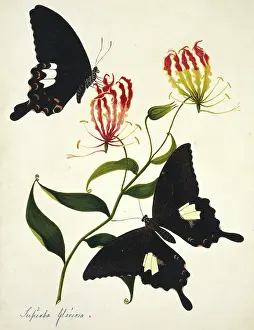 Gloriosa: Gloriosa superba, flame lily