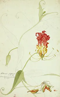 Dionysius: Gloriosa superba, gloriosa lily