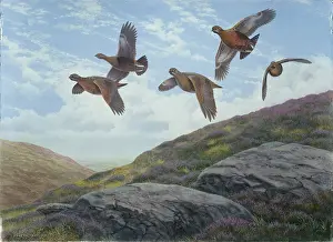 Glorious: Glorious 12th ' grouse flying over heather
