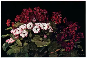Savory: Glorious Cinerarias