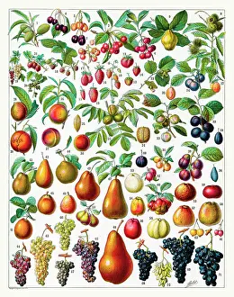 Plums: Fruit