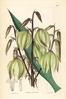 Yucca: Glorious yucca, Yucca gloriosa