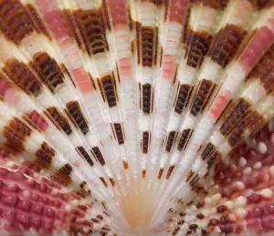 Scallop: Gloripallium pallium, glory scallop