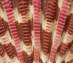 Scallop: Gloripallium pallium, glory scallop