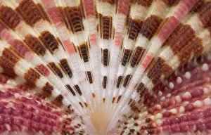Scallop: Gloripallium pallium, glory scallop