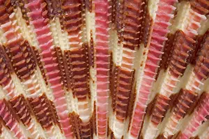 Scallop: Gloripallium pallium, glory scallop