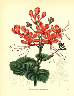 Scaly: Glory bower, Clerodendrum japonicum