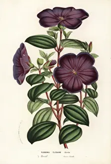 Elegans: Glory bush, Tibouchina elegans