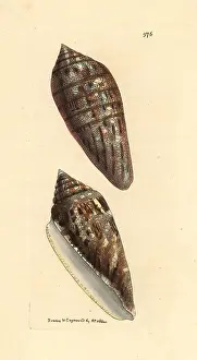 Conus: Glory of the Seas cone, Conus gloriamaris