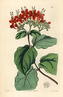 Splendens: Glory tree, Clerodendrum splendens