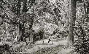 The Roseries Collection: Glory Woods, Dorking, Surrey