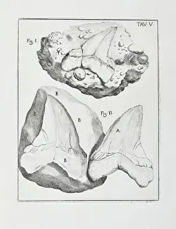 Santi: Glossopetra (Tongue stone)