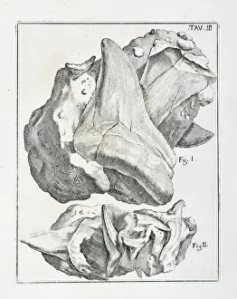 Santi: Glossopetrae (Tongue stones)