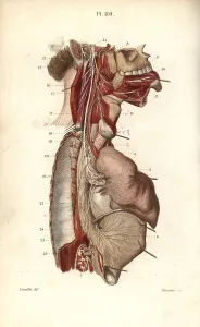 Leveille: Glossopharyngeal nerve