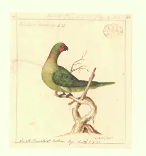 Nape: Glossopsitta pusilla, little lorikeet