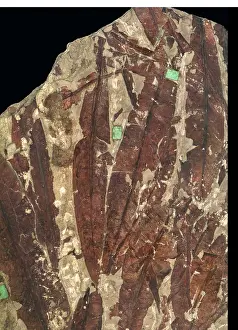 Glossopteris: Glossopteris browniana