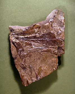 Glossopteris: Glossopteris, fossil plant