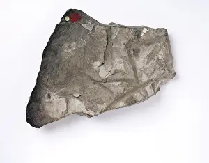 Glossopteris: Glossopteris indica, Antarctic fossil leaf