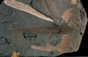 Glossopteris: Glossopteris linearis, fossil leaves
