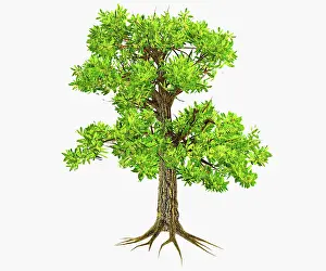 Permian: Glossopteris tree from the Permian period, on