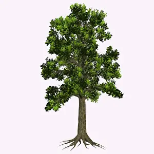 Glossopteris: Glossopteris tree on white background